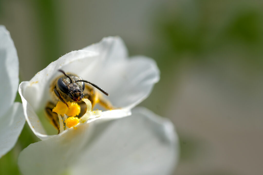 Eine Biene sitzt in eine weißen Blüte und hält sich an den Staubblättern fest.