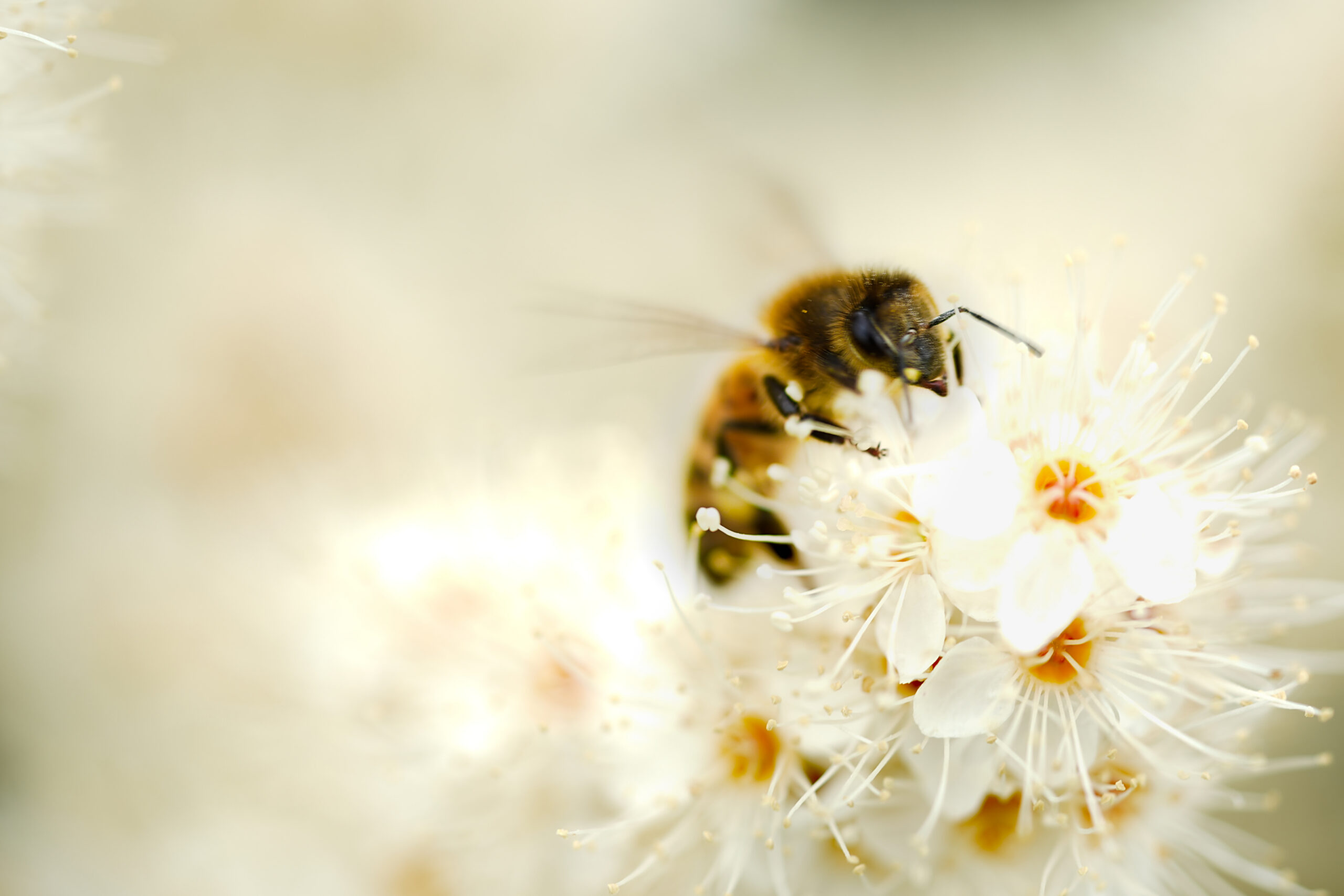 Eine Biene auf einer weißen Blüte.